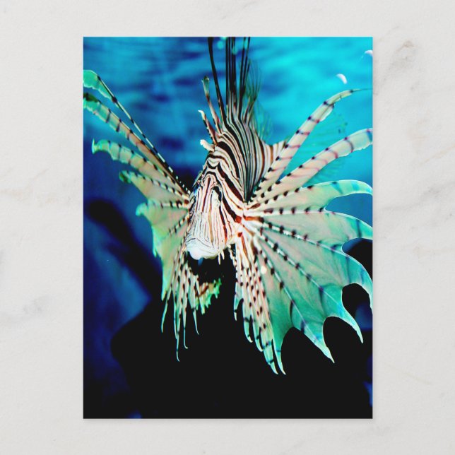 Postal Belleza de Lionfish (Anverso)