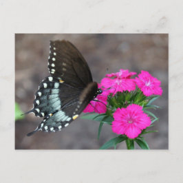 Postal Belleza de mariposa