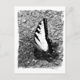Postal Belleza de mariposa - Foto de cierre de insectos d