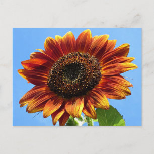 Postal Belleza de otoño girasol