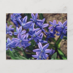 Postal Belleza de primavera (Scilla Sibirica) flores