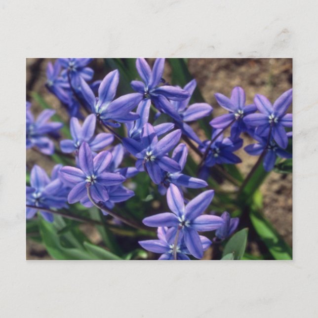 Postal Belleza de primavera (Scilla Sibirica) flores (Anverso)