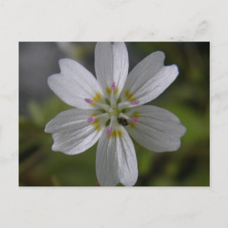 Postal Belleza de primavera siberiana en la isla Unalaska