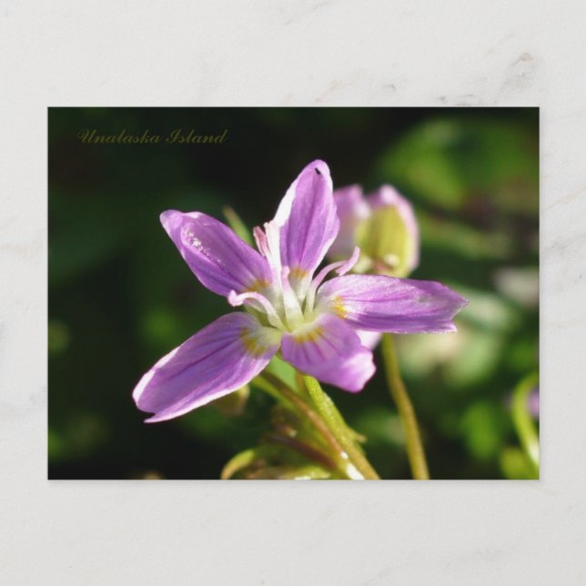 Postal Belleza de primavera siberiana, isla Unalaska (Anverso)