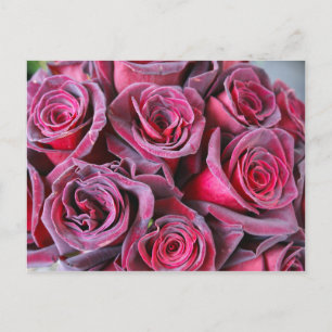 Postal Belleza de terciopelo