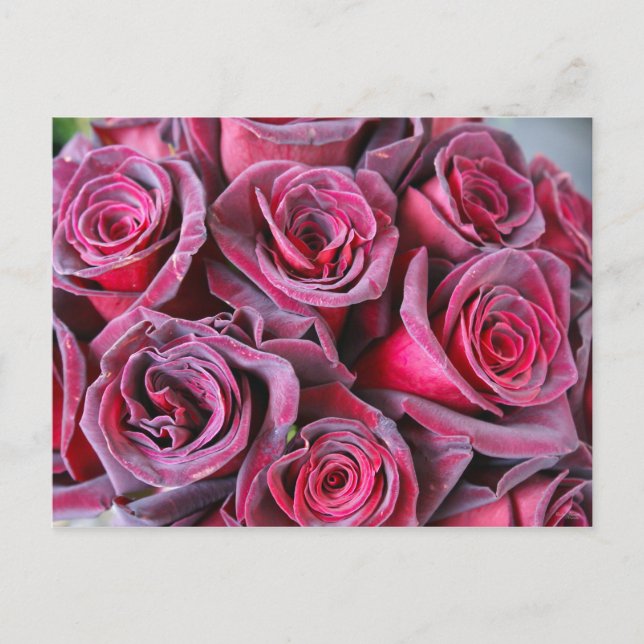 Postal Belleza de terciopelo (Anverso)