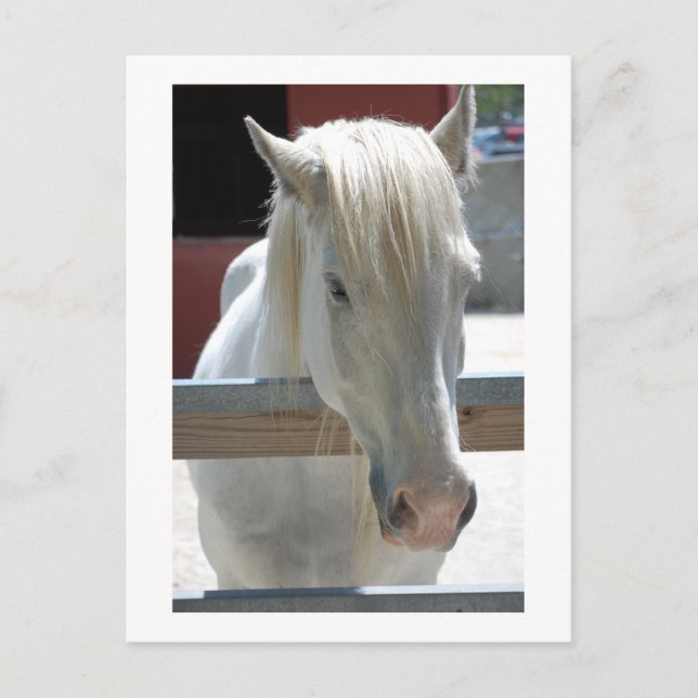 Postal Belleza del caballo blanco (Anverso)