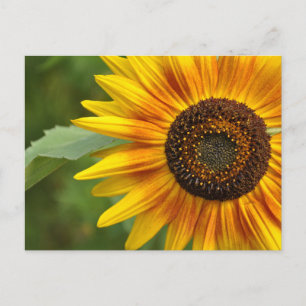 Postal Belleza del girasol