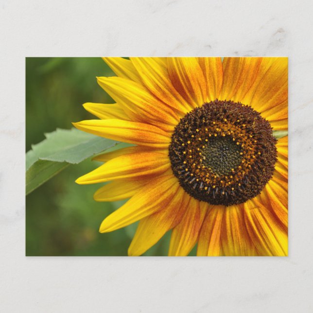 Postal Belleza del girasol (Anverso)