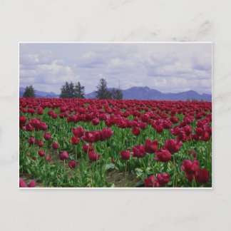 Postal Belleza del valle de Skagit