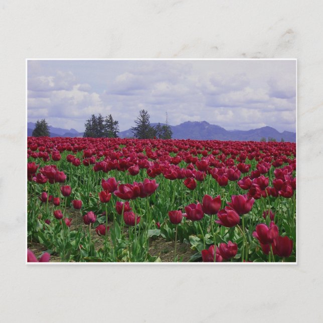 Postal Belleza del valle de Skagit (Anverso)