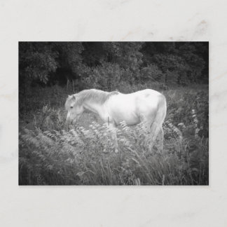 Postal Belleza en blanco y negro