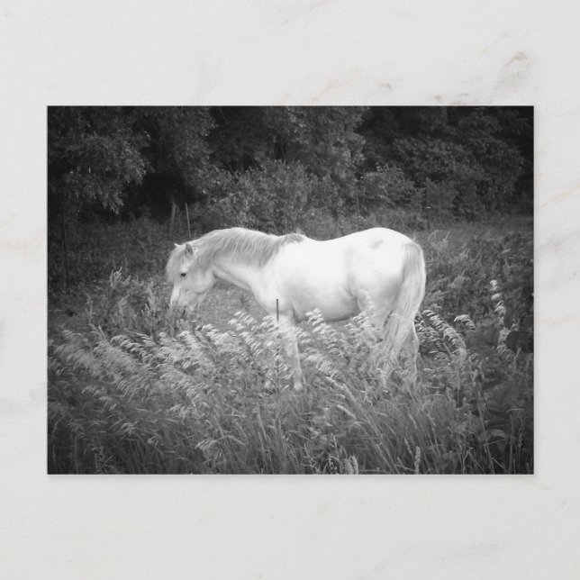 Postal Belleza en blanco y negro (Anverso)