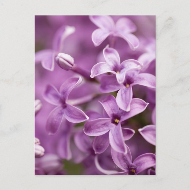 Postal Belleza en la naturaleza - Lilac púrpura (Anverso)