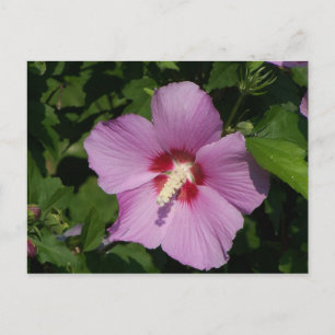Postal Belleza en rosa