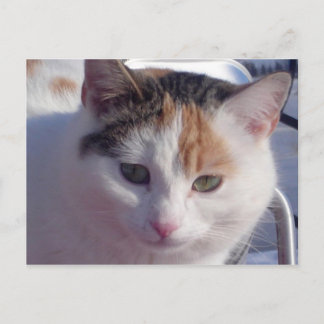 Postal Belleza feral