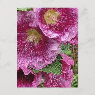 Postal Belleza hollyhock rosa