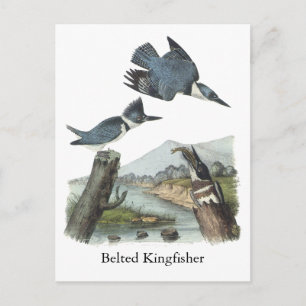 Postal Belleza Kingfisher, John Audubon