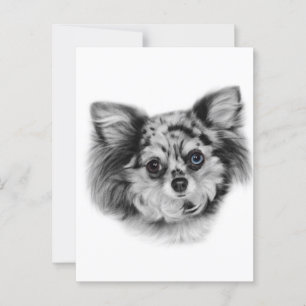 Postal Belleza Merle - retrato de Chihuahua pintado a man