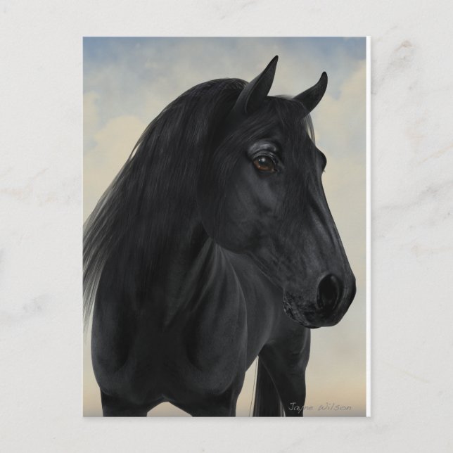 Postal Belleza negra - retrato frisón negro de caballo (Anverso)