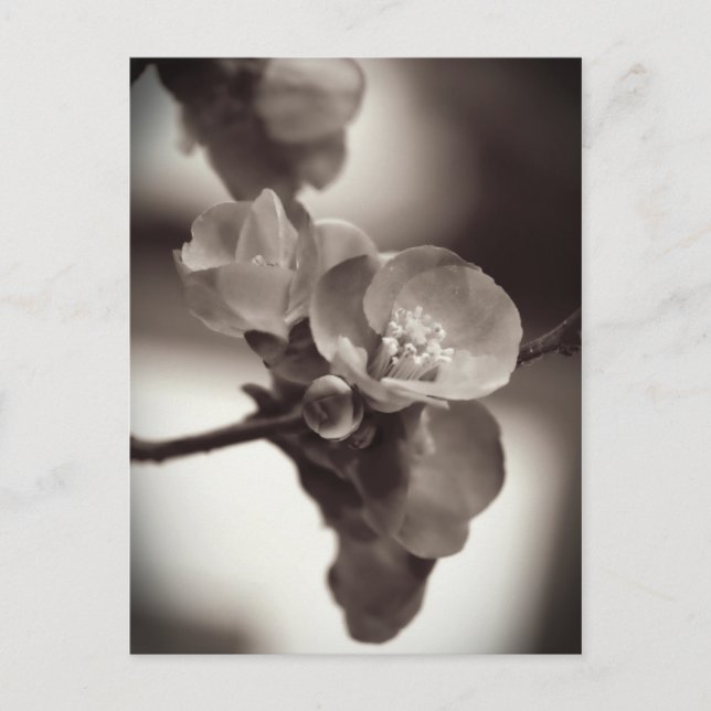Postal Belleza Silenciosa (Anverso)