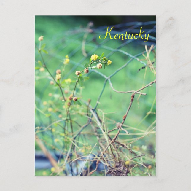 Postal Belleza simple de Jersey Fawn (Anverso)