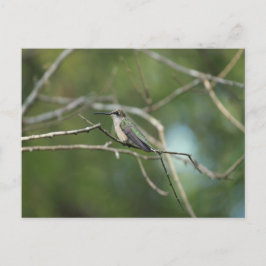 Postal Belleza sutil