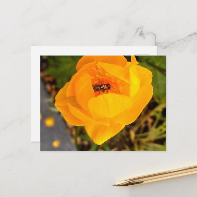 Postal Bellezas de Alaska (Anverso/Reverso In Situ)