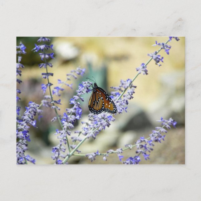 Postal Bellezas del patio trasero (arañas también en la p (Anverso)