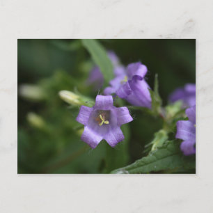 Postal Bellflower