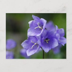 Postal Bellflower azul magnífico