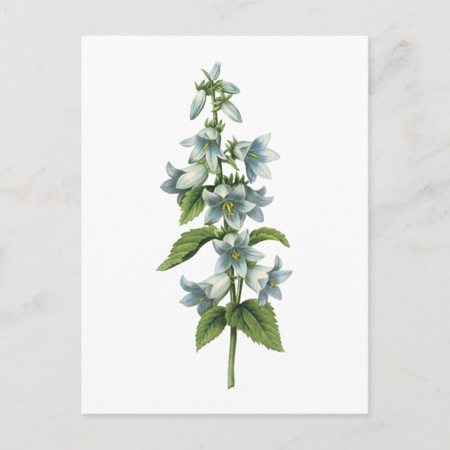 Postal bellflower(Campanula sp.) de Redouté (Anverso)