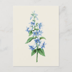 Postal Bellflower de época por Pierre Joseph Redoute