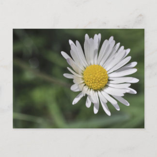 Postal Bellis perennis