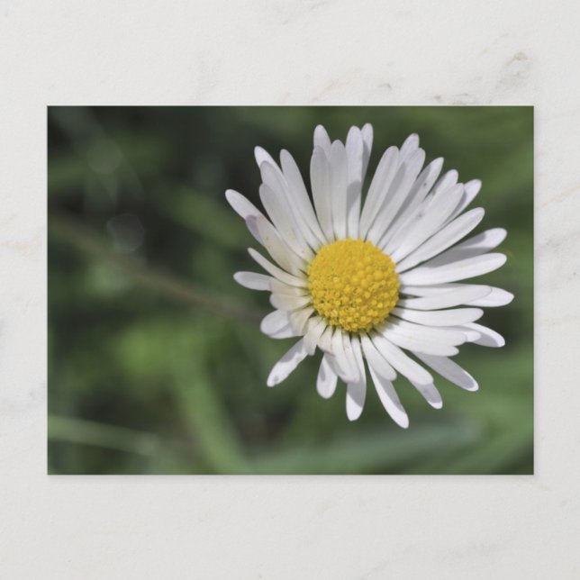 Postal Bellis perennis (Anverso)