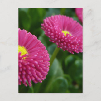 Postal Bellis perennis Pomponette English Daisies