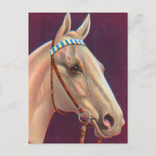 Postal bello caballo blanco