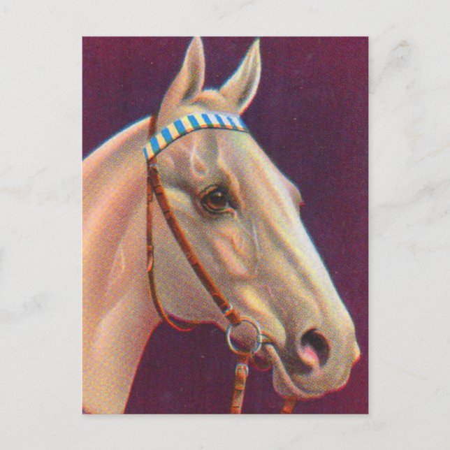 Postal bello caballo blanco (Anverso)