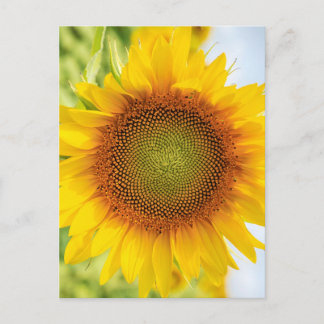 Postal Bello girasol con cita de Helen Keller