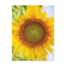 Bello girasol con cita de Helen Keller