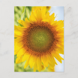 Postal Bello girasol con cita de Helen Keller