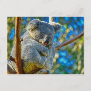 Postal Bello Koala