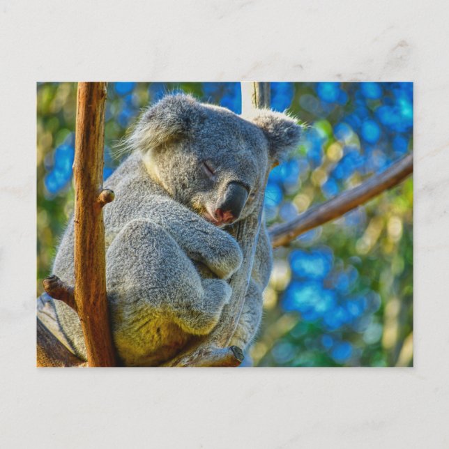 Postal Bello Koala (Anverso)
