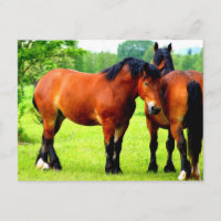 Bellos Caballos Borradores De Bahía En La Exuberan
