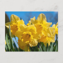 Postal Bellos Daffodis Amarillos