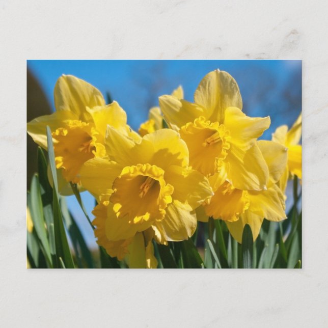 Postal Bellos Daffodis Amarillos (Anverso)