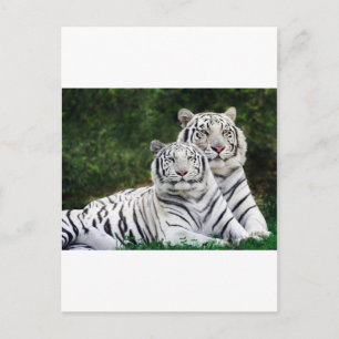 Postal Bellos tigres blancos
