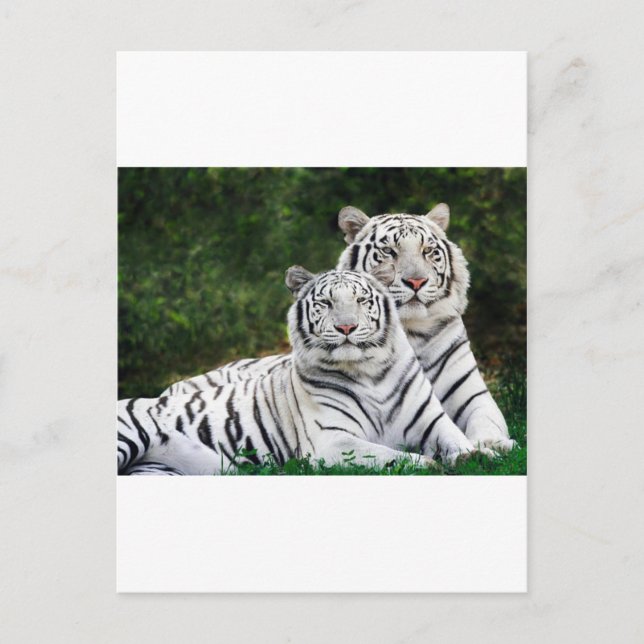 Postal Bellos tigres blancos (Anverso)