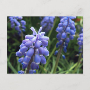 Postal Bells azules