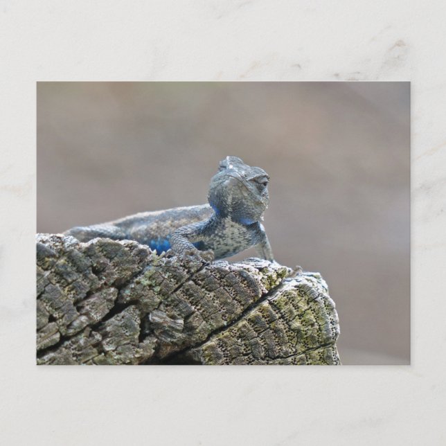 Postal Belly azul lagarto (Anverso)